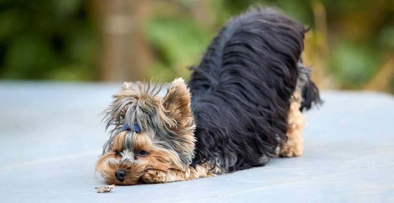 As Melhores Raças de Cães para Apartamento