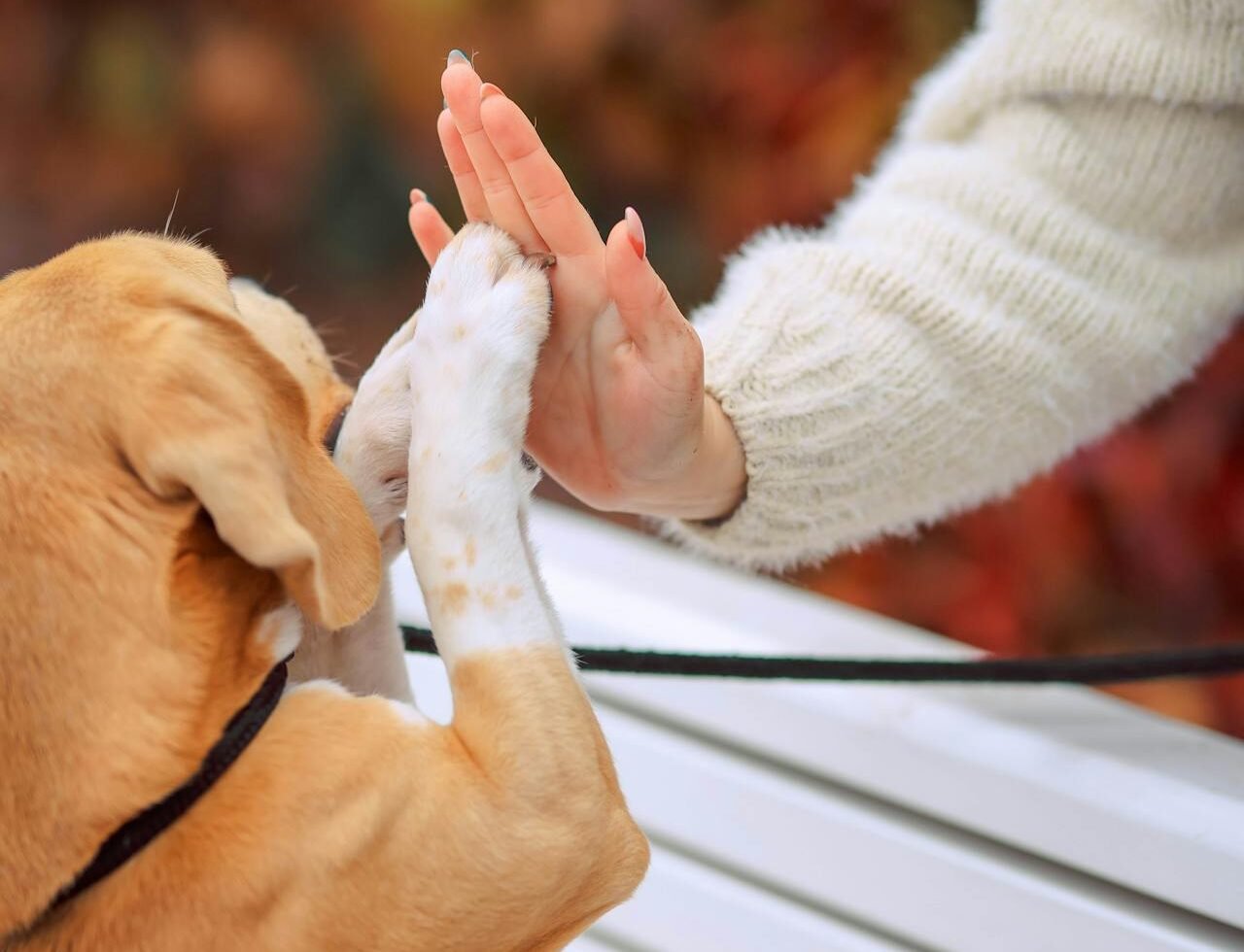 Adestramento de Filhotes: Os 5 Comandos Básicos